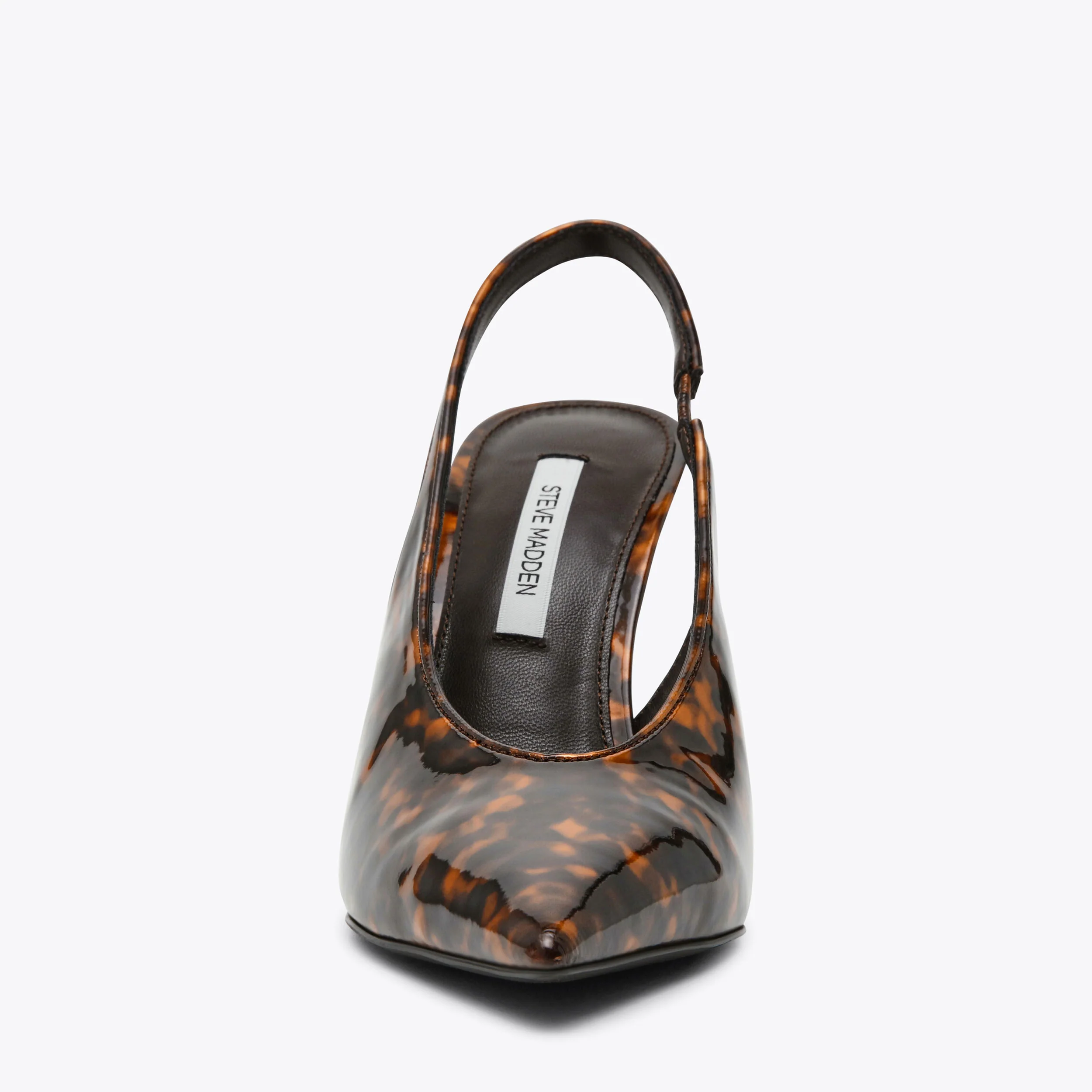 Amdromeda Tortoise - Image 4